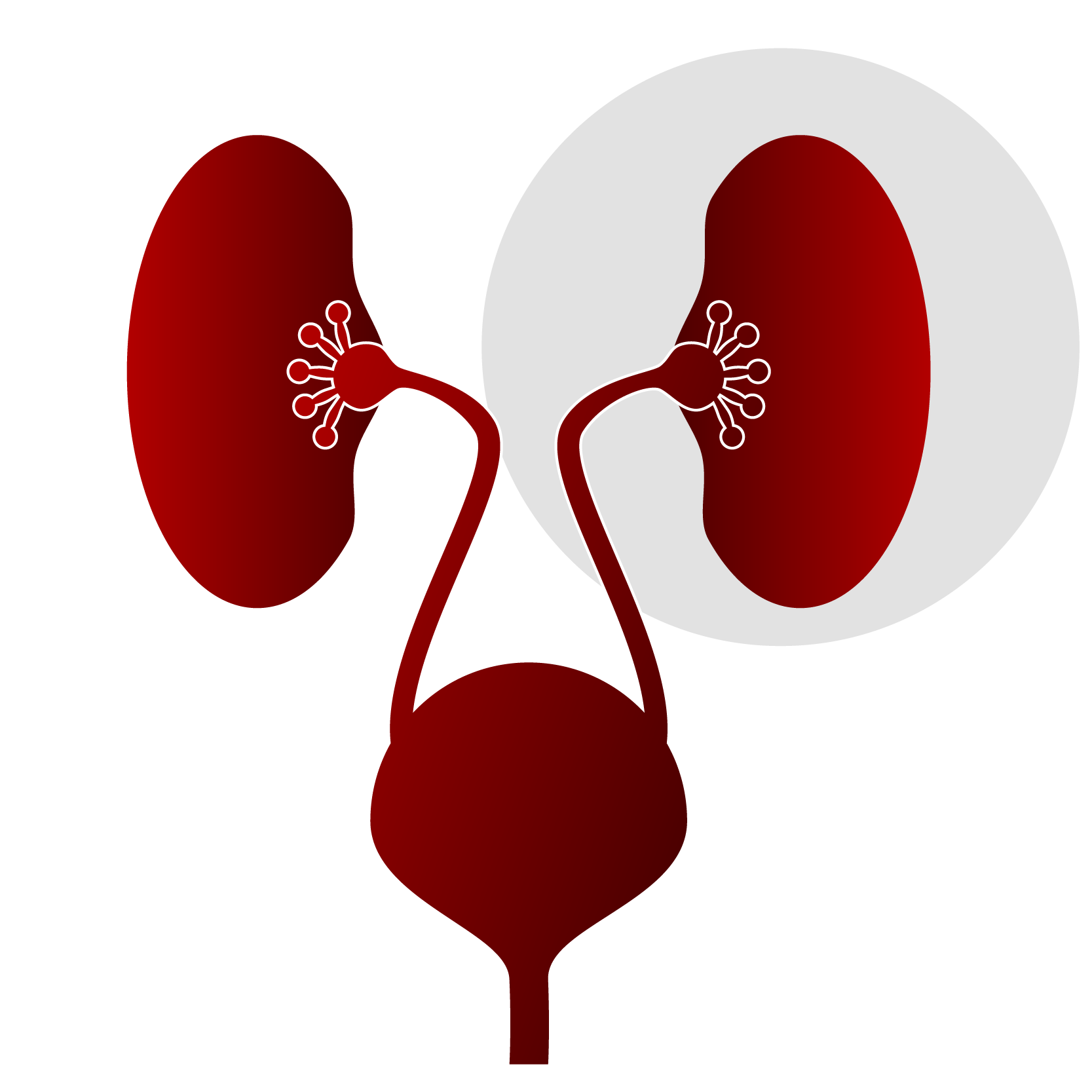 Genitourinary-01